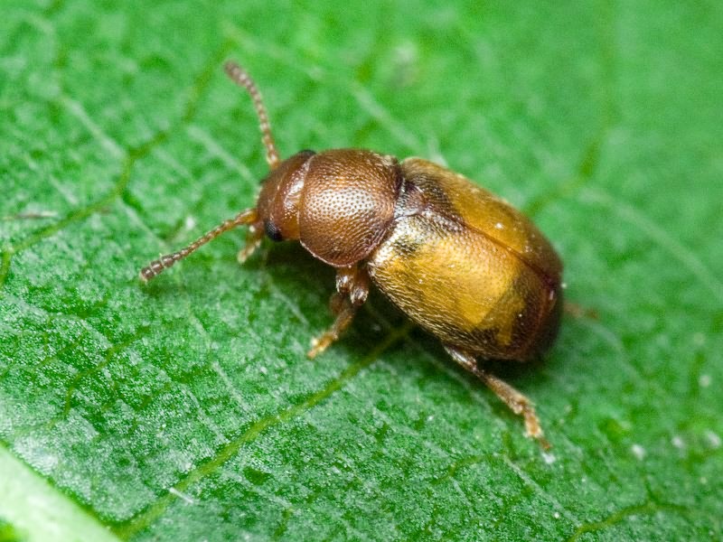 Kateretes pusillus (Thunberg, 1794)